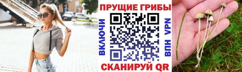 KRAKEN ТОР  Щёлково  Галлюциногенные грибы Psilocybe 